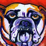 English Bull Dog